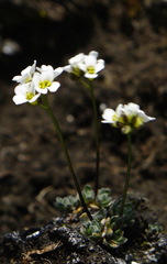 Draba lonchocarpa
