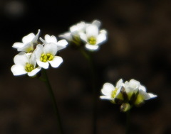Draba lonchocarpa