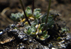 Draba lonchocarpa