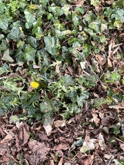 Taraxacum officinale
