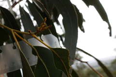 Eucalyptus globulus bicostata