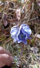 Aconitum violaceum