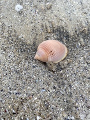 Semicassis semigranosa