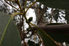 Eucalyptus globulus bicostata