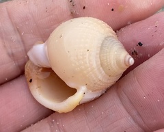 Semicassis semigranosa