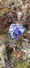 Aconitum violaceum