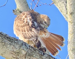 Buteo jamaicensis