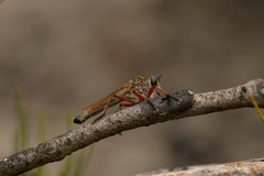 Zosteria sydneensis