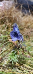 Aconitum violaceum