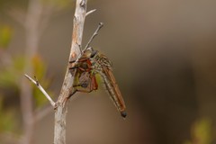 Zosteria sydneensis
