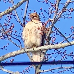 Buteo jamaicensis