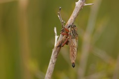 Zosteria sydneensis