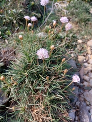 Armeria welwitschii