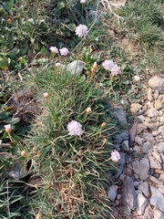 Armeria welwitschii
