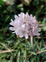 Armeria welwitschii