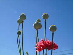 Papaver somniferum somniferum