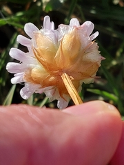 Armeria welwitschii