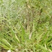 Sinningia curtiflora - Photo 由 Liu Idárraga Orozco 所上傳的 (c) Liu Idárraga Orozco，保留部份權利CC BY-NC