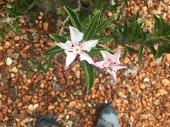 Pachypodium saundersii