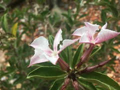 Pachypodium saundersii