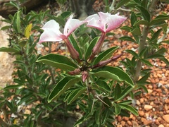 Pachypodium saundersii