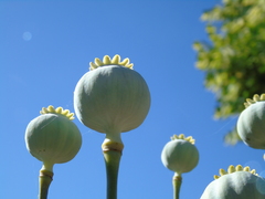 Papaver somniferum somniferum