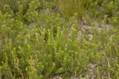 Phyllota squarrosa