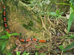 Erythrolamprus pseudocorallus