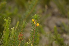 Phyllota squarrosa