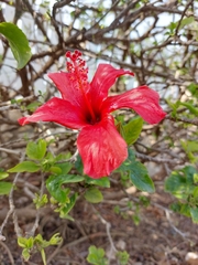 Hibiscus rosa-sinensis
