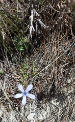 Cyananthus microphyllus