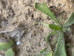 Pheidole