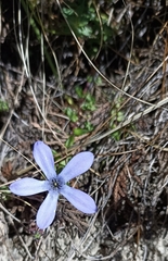 Cyananthus microphyllus