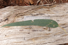 Eucalyptus globulus bicostata