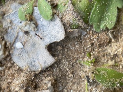 Pheidole