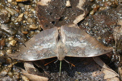 Euthalia anosia