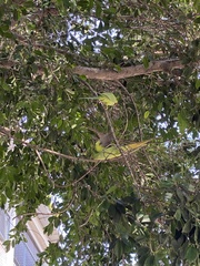 Psittacula krameri