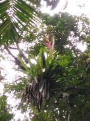 Vriesea philippocoburgi