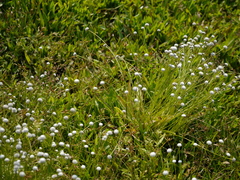 Eriocaulon sharmae