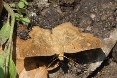 Ctenoptilum multiguttata