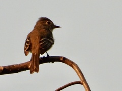 Empidonax minimus