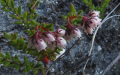 Erica ioniana