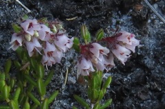 Erica ioniana