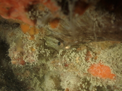 Zeugopterus punctatus