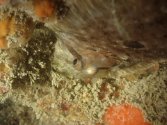 Zeugopterus punctatus