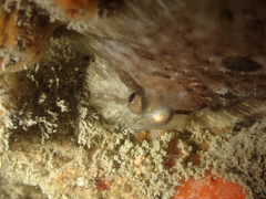 Zeugopterus punctatus