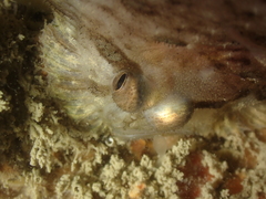 Zeugopterus punctatus