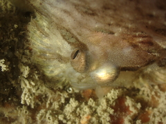 Zeugopterus punctatus