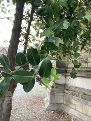 Ilex