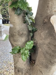 Ilex